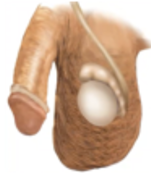 <p>If less than 3.5 cm long: indicates atrophy</p><p>If less than 2 cm long: indicates Klinefelter’s syndrome</p>