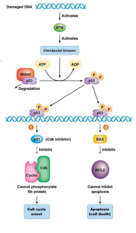<p>tumor suppressor gene with features of an oncogene</p><ul><li><p>mutant protein binds to wildtype blocking function</p></li><li><p>dominant negative</p></li></ul><p></p><p>normally low levels of p53 in cells but induced after DNA damage</p><ul><li><p>functions as a control to recognize DNA damage</p></li></ul><p></p>