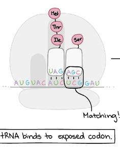 <p>tRNA binds to exposed codon</p>