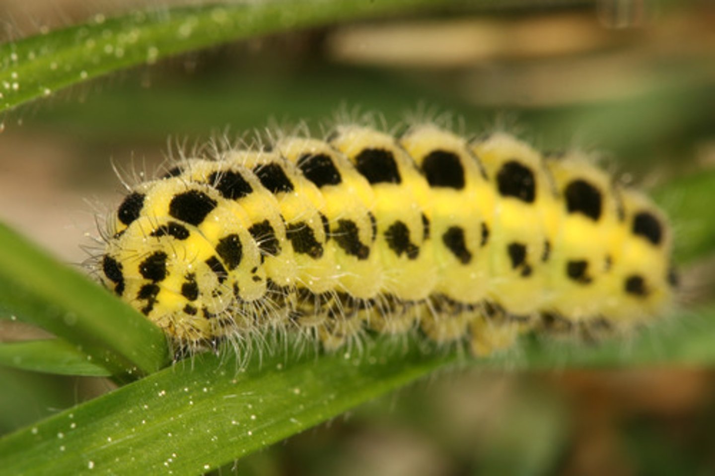 <p>a caterpillar</p>