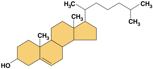 <p>lipids in carbon skeleton consisting of four fused rings </p><p>cholesterol- type of steroid in animal cell membranes </p><ul><li><p>high levels may contribute to a cardiovascular disease </p></li></ul><p></p>