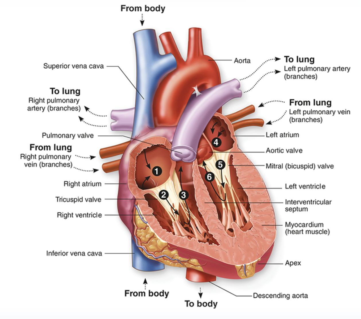 knowt flashcard image