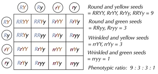 <p>where <strong>2 phenotypic characteristics</strong> are controlled by <strong>2 different genes</strong> </p><p>-if both heterozygous parents =<strong> 9:3:3:1</strong></p>