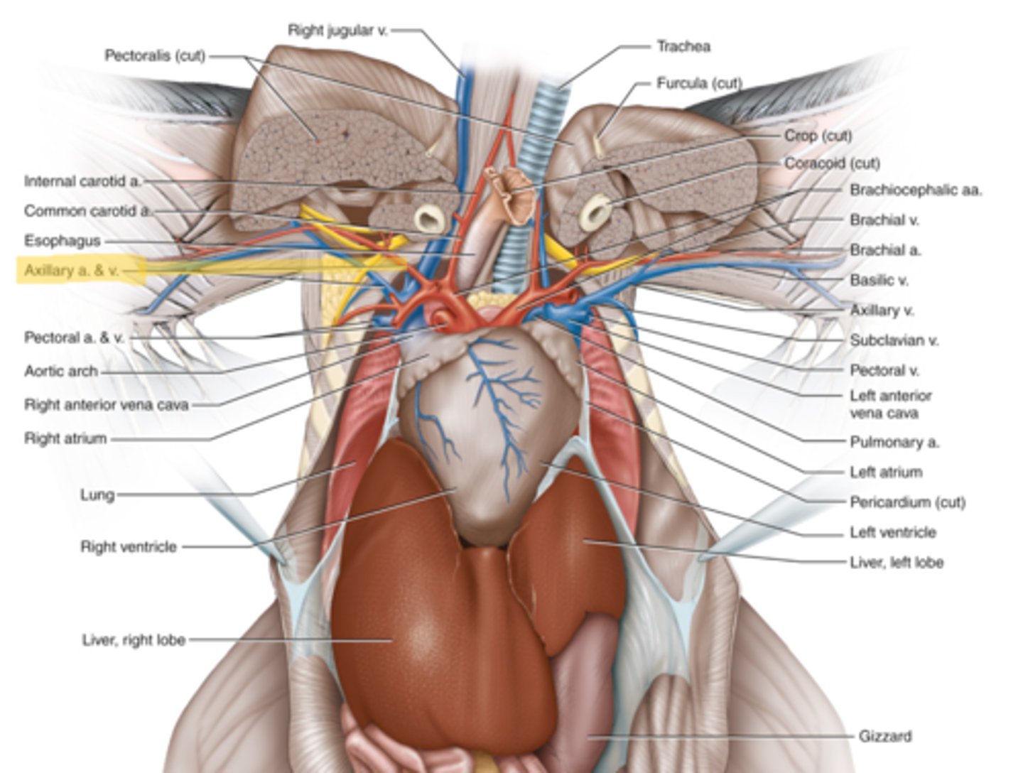 knowt flashcard image