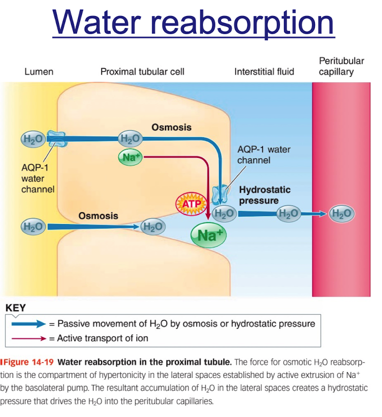 <ul><li><p>occurs passively by osmosis throughout the length of the tubule</p></li><li><p>80% is obligatory reabsorbed in the proximal tubules and loops of Henle; variable amounts of the remaining 20% are reabsorbed in the distal portions of the tubule (under hormonal control- vasopressin)</p></li><li><p>water channels “aquaporins” in the proximal tubule are always open; channels in the distal tubule are regulated by vasopressin</p></li></ul><p></p>