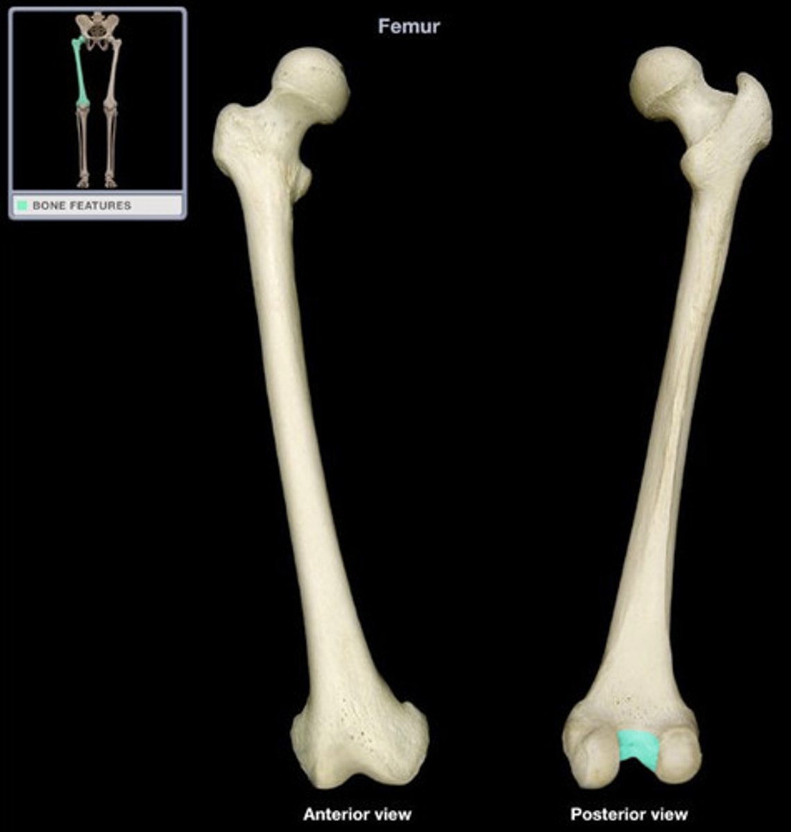 <p>posterior notch located between the condyles</p>