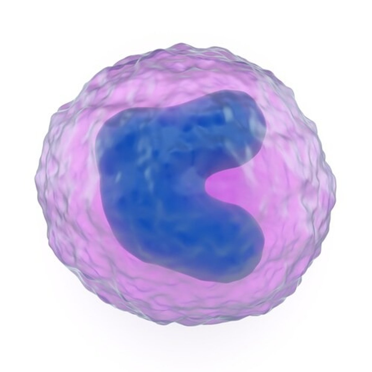 <p><strong>Monocyte </strong></p><p><strong>Abundance: 2-8%</strong></p><p><strong>Function: Phagocytosis, Differentiation into Macrophages, Antigen Presentation, Cytokine Production</strong></p>