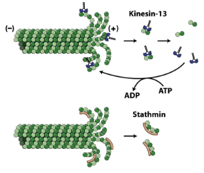 \
* Kinesin 13 promotes catastrophe
* Stathmin interacts with fragments and prevents them from being available to rescue growth