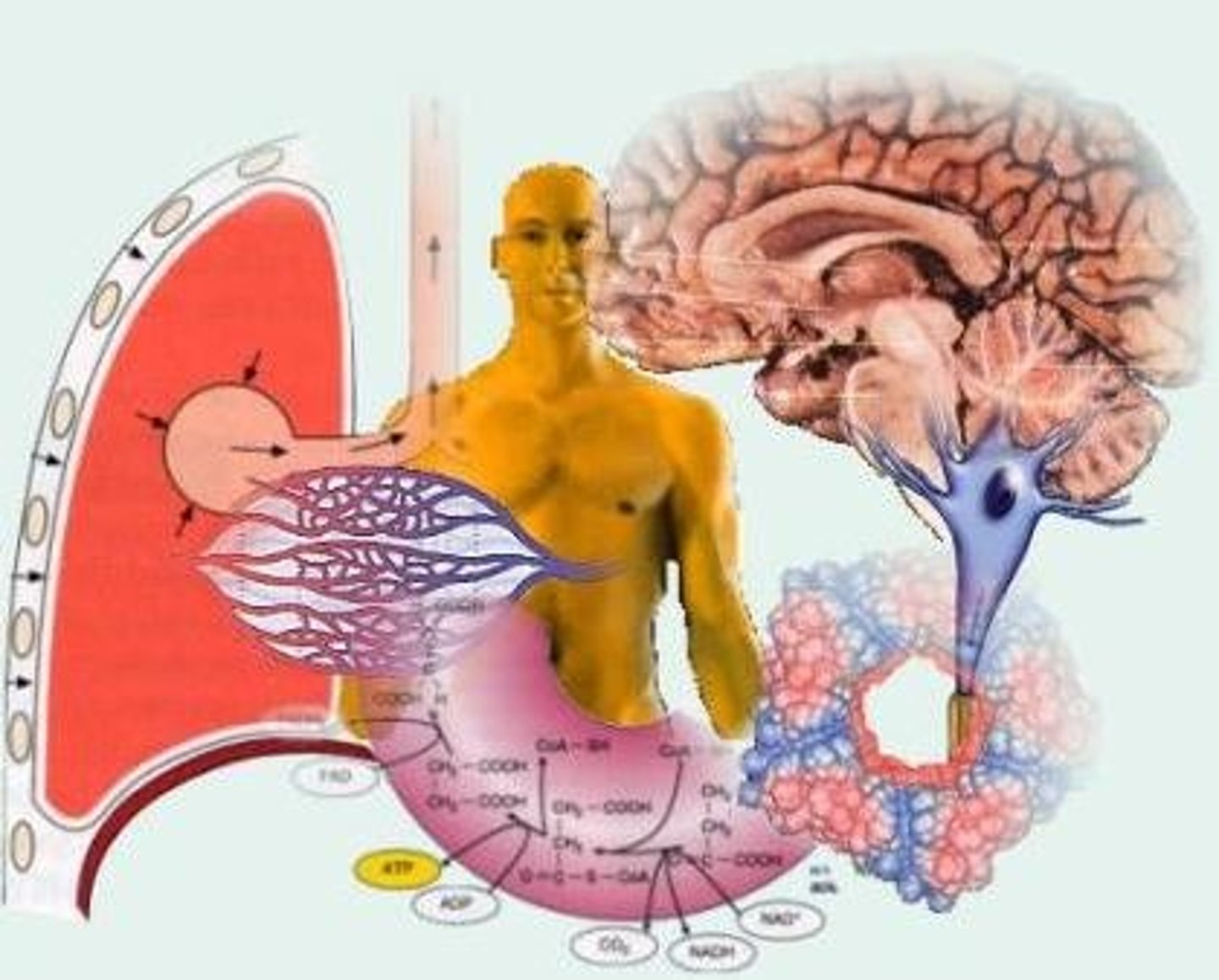 <p>Study of the function of body parts</p>
