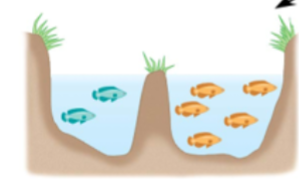 <p>allopatric speciation</p>