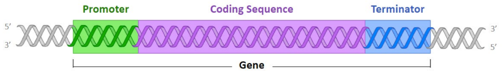 <p>A gene is a sequence of DNA that is transcribed into RNA and has 3 main parts:</p><ul><li><p>Promoter: The non-coding sequence that is responsible for the initiation of transcription (functions as a binding site for RNA polymerase)</p></li><li><p>Coding Sequence: The region of DNA that is transcribed by RNA polymerase</p></li><li><p>Terminator: The sequence that is responsible for terminating transcription</p></li></ul>