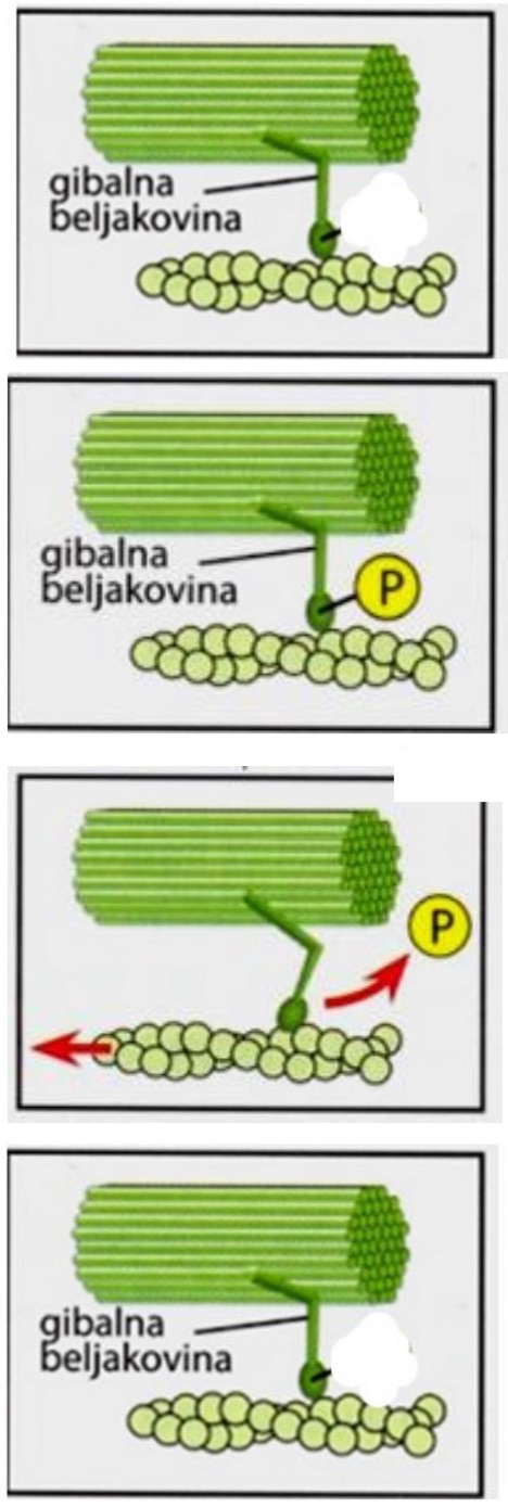<p>Opiši kako ATP omogoča mehansko delo.</p>