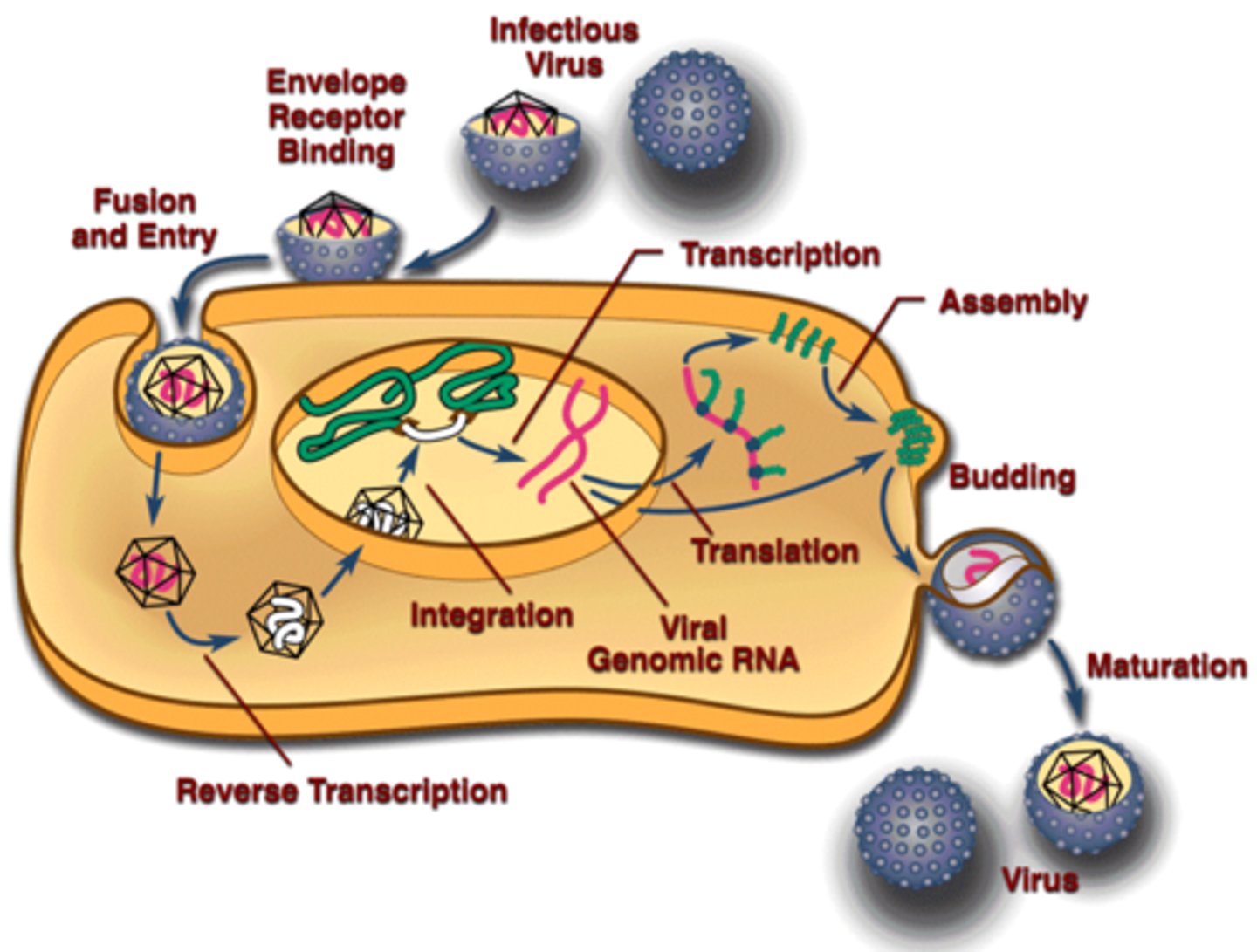 <p>-DNA-Genomic integration leads to increased persistence in the host</p>