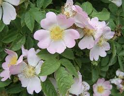 <p>Virginia rose </p>