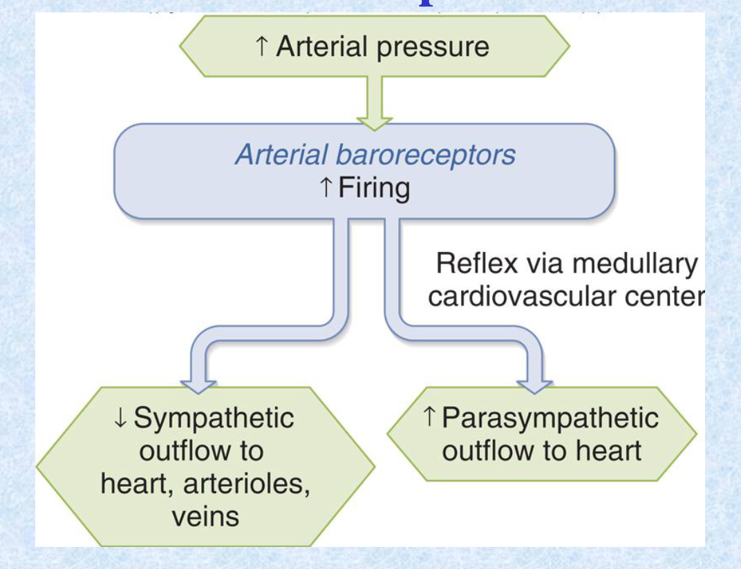 <p>baroreceptor; decrease; increase</p>