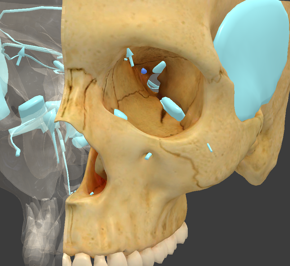 <p>What is the highlighted structure? </p>