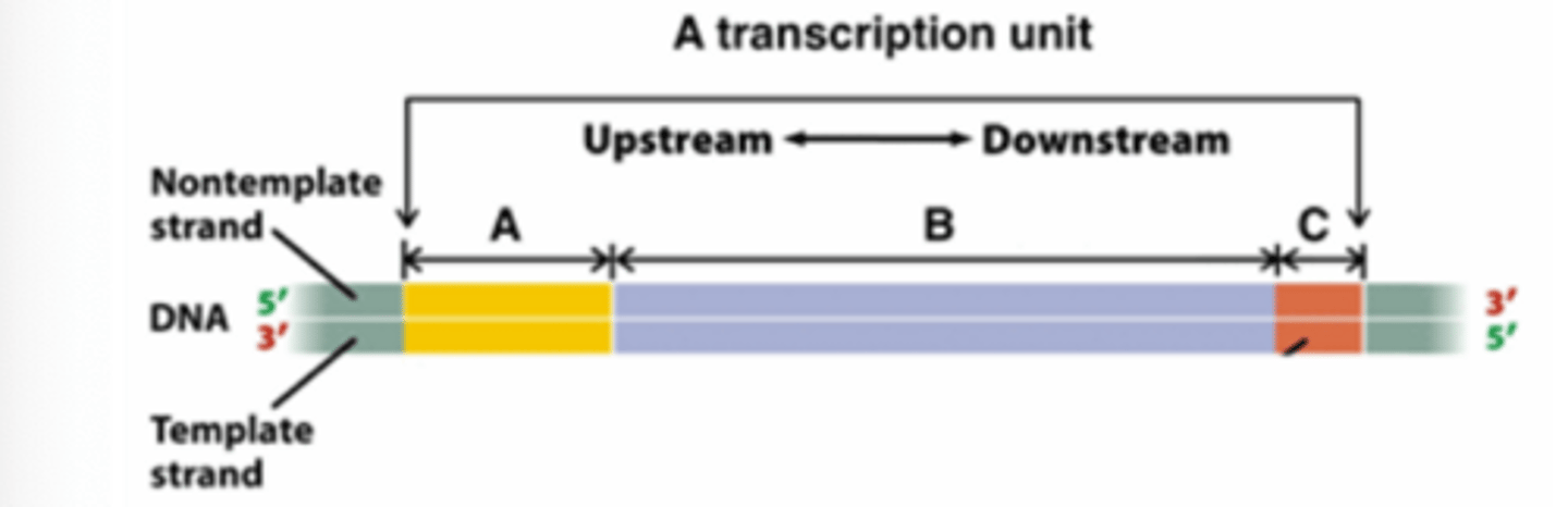 <p>The following diagram represents a transcription unit.</p><p>What would likely happen to transcription of this transcription unit if a certain consensus sequence within region A is removed via deletion?</p><p>a. The mutation in region A would result in truncated RNA transcript that is shorter than expected RNA.</p><p>b. The transcript may get copied in reverse direction as the orientation of region A is important for the direction of the transcription.</p><p>c. The transcription occurs normally as there are other consensus sequences that would compensate for the loss of one.</p><p>d. The mutation in region A does not affect the transcription as the transcript is copied only from regions B and C.</p><p>e. The transcript may not be produced as the consensus sequence within region A may be important for the initiation of the transcription.</p>
