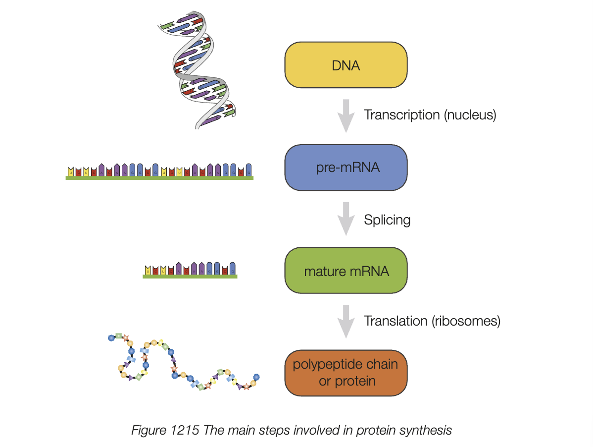 <p>translation process</p>