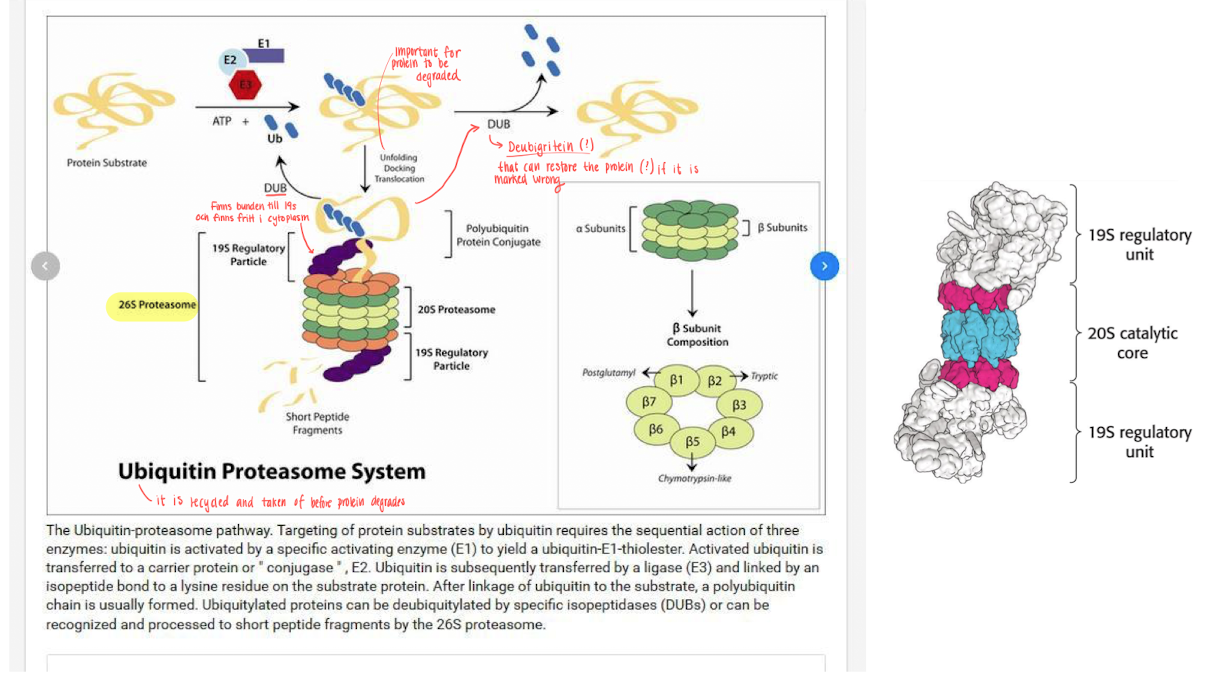 <p>the proteasome has 2 parts </p><ul><li><p><strong>19S</strong> - the regulatory part, which binds specifically to ubiquitin and cleaves it of from the protein to recycle. It then unfolds the protein and delivers it to the 20S.</p></li><li><p><strong>20S</strong> -  Catalyses breakdown, formed like a barrel and has 3 active sites, small peptides are realesed as the protein is broken down. </p></li></ul><p></p>