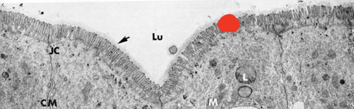 knowt flashcard image