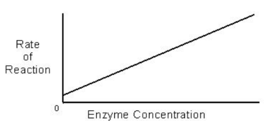 <ul><li><p><strong>there are typically millions more substrate molecules than enzyme molecules (no plateau)</strong></p></li><li><p><strong>increase in enzyme concentration = increased reaction rate vice versa </strong></p></li></ul><p></p>