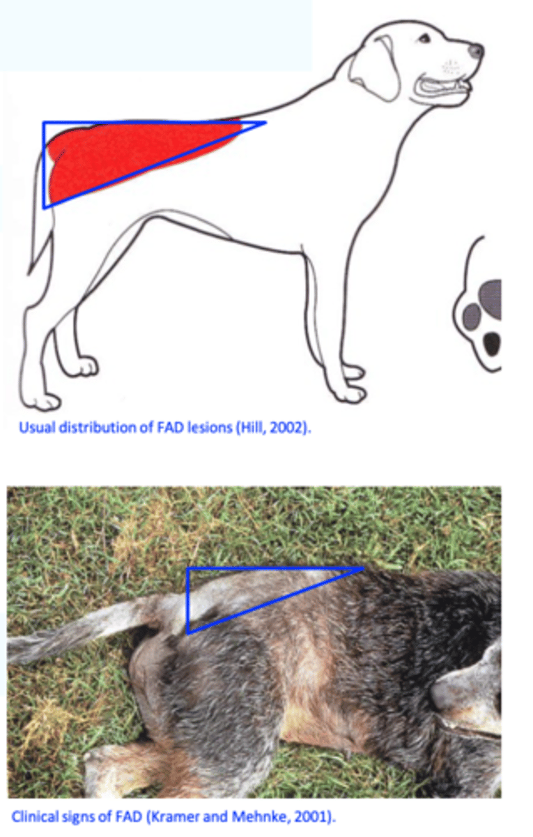 <p>FAD can occur in dogs of any age but the most common age of onset is 2 to 5 years (occasionally it may</p><p>be seen in very old dogs and cats or those as young as 6 months);</p><p>No sex or breed predisposition;</p><p>In temperate climates FAD is typically worse in</p><p>the summer and fall (in warm climates the problem may be non- seasonal);</p><p>• The dermatitis is typically confined to the dorsal lumbosacral area, forming a typical triangular shape;</p>