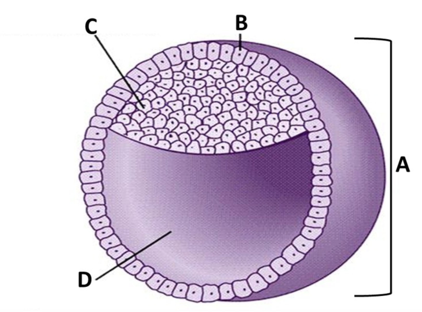 <p>A</p>
