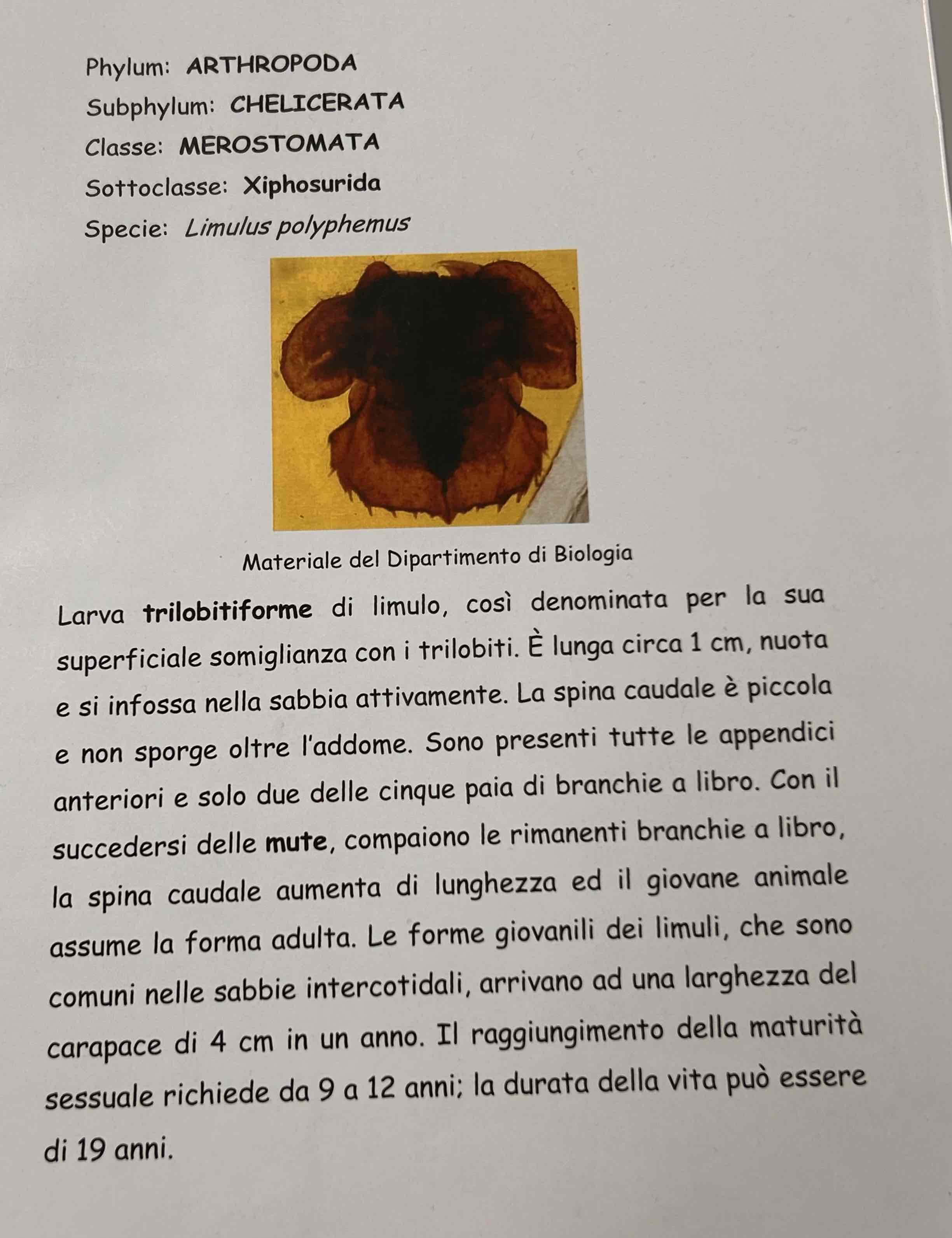 <p><span>Chelicerati</span></p><p><span>Merostomata</span></p><p><span>Limulus Polyphemus (larva trilobata)</span></p>