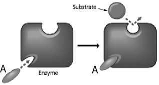 <p>In the figure, how does the molecule labeled A affect enzyme function?</p>