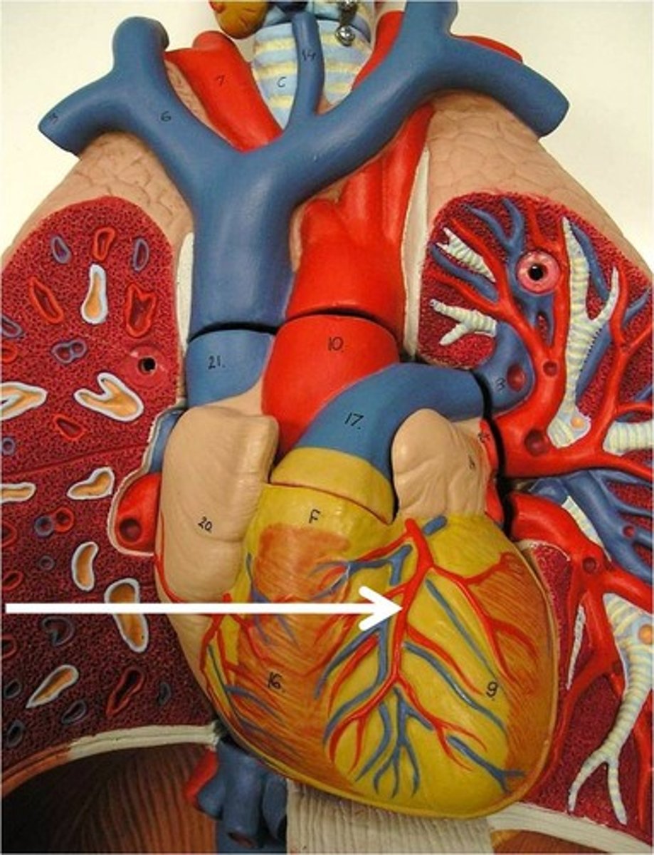 <p>supplies blood to the front and bottom of the left ventricle and the front of the septum</p>