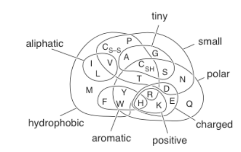 <p>overlapping, but even similar residues can’t be swapped without changing structure and function of a protein</p>