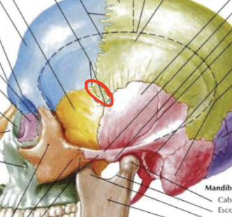 <p>Nombre de un punto anatomico</p><p><strong>Conforma el límite medial(medio) de la fosa temporal</strong></p><ul><li><p>Cresta del frontal, parietal, temporal, y del ala mayor del esfenoides</p></li></ul><p></p>