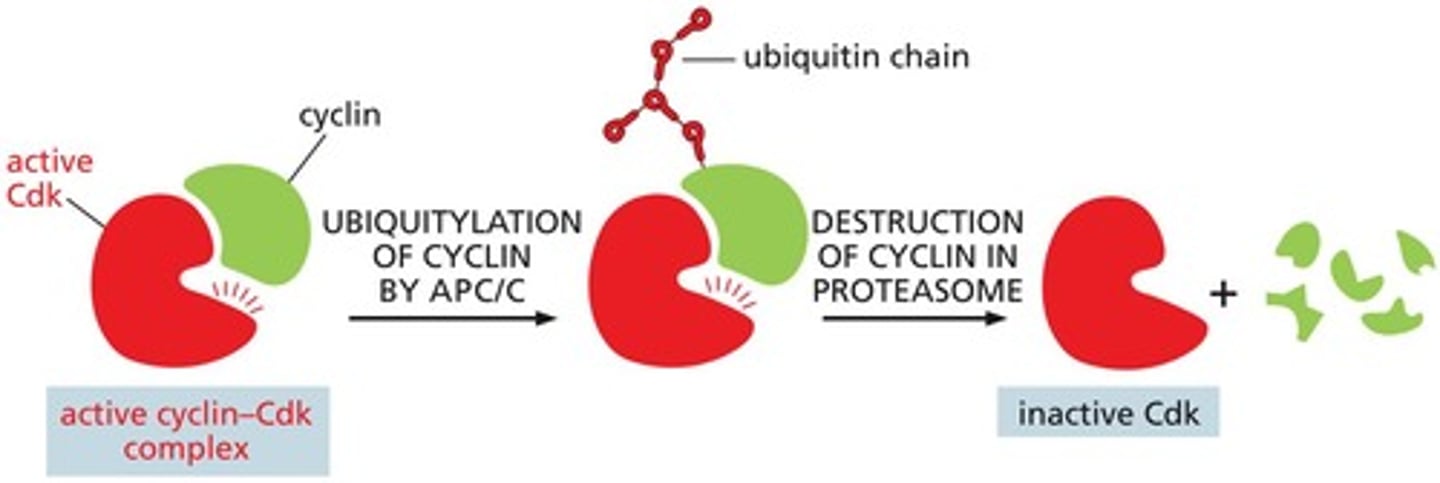 <p>Cyclins are selectively degraded, which inactivates the cyclin/Cdk complexes.</p>