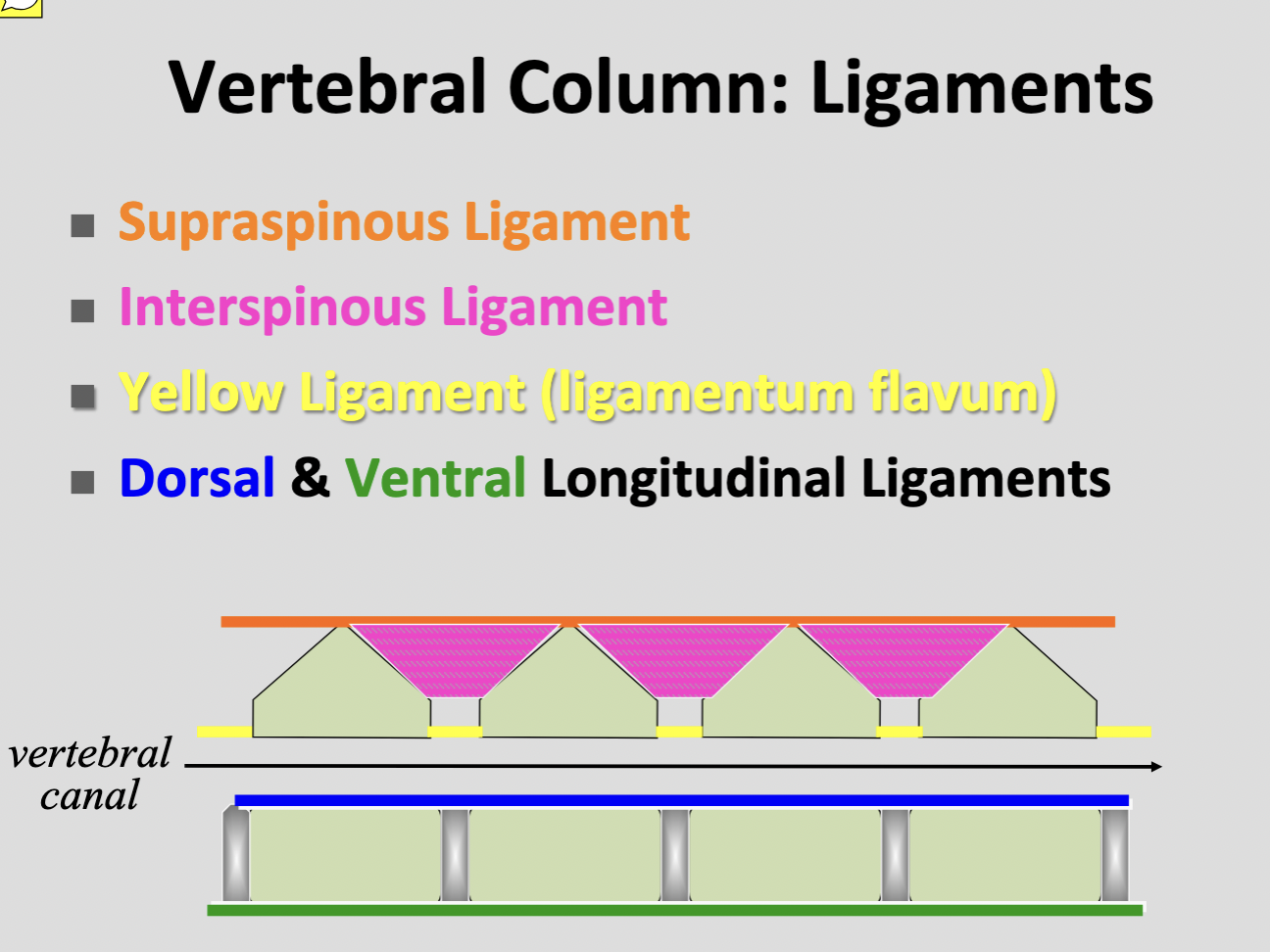 <p>Supraspinous ligament</p>