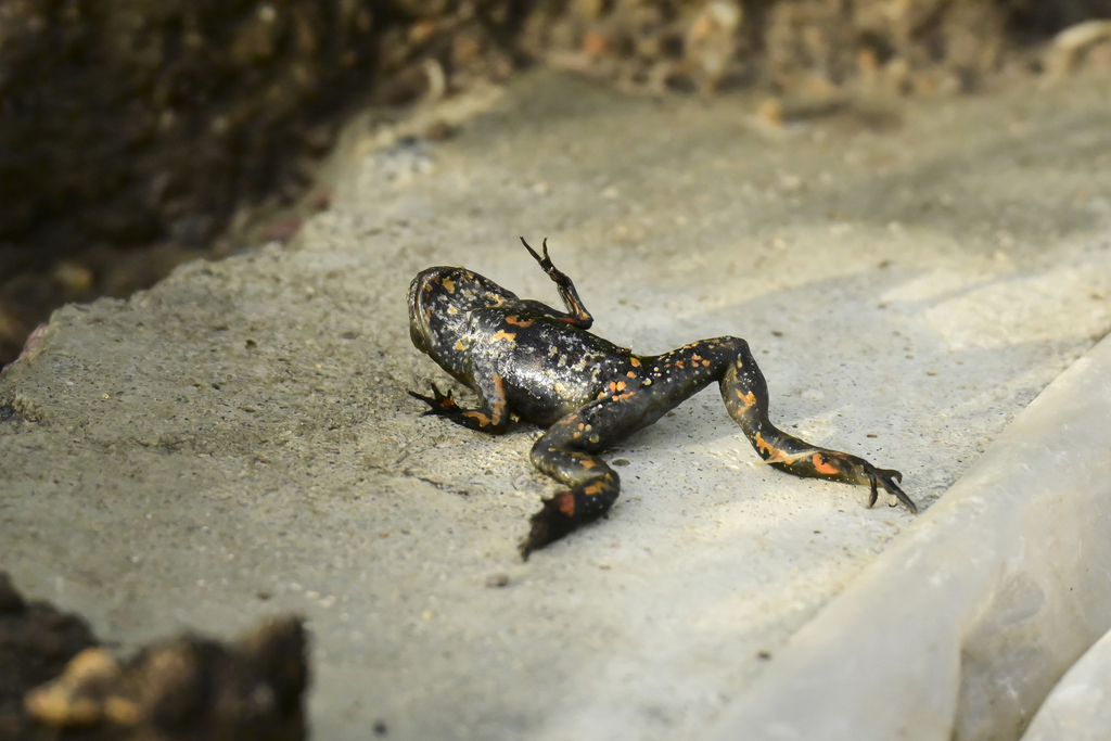 <p>Bombina bombina</p>