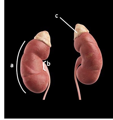 <ul><li><p>convex laterally (a)</p></li><li><p>medial indentation is the renal hilus (b)</p></li><li><p>enclosed by fibrous renal capsule</p></li><li><p>adrenal gland sits on superior surface (c) </p></li></ul><p></p>