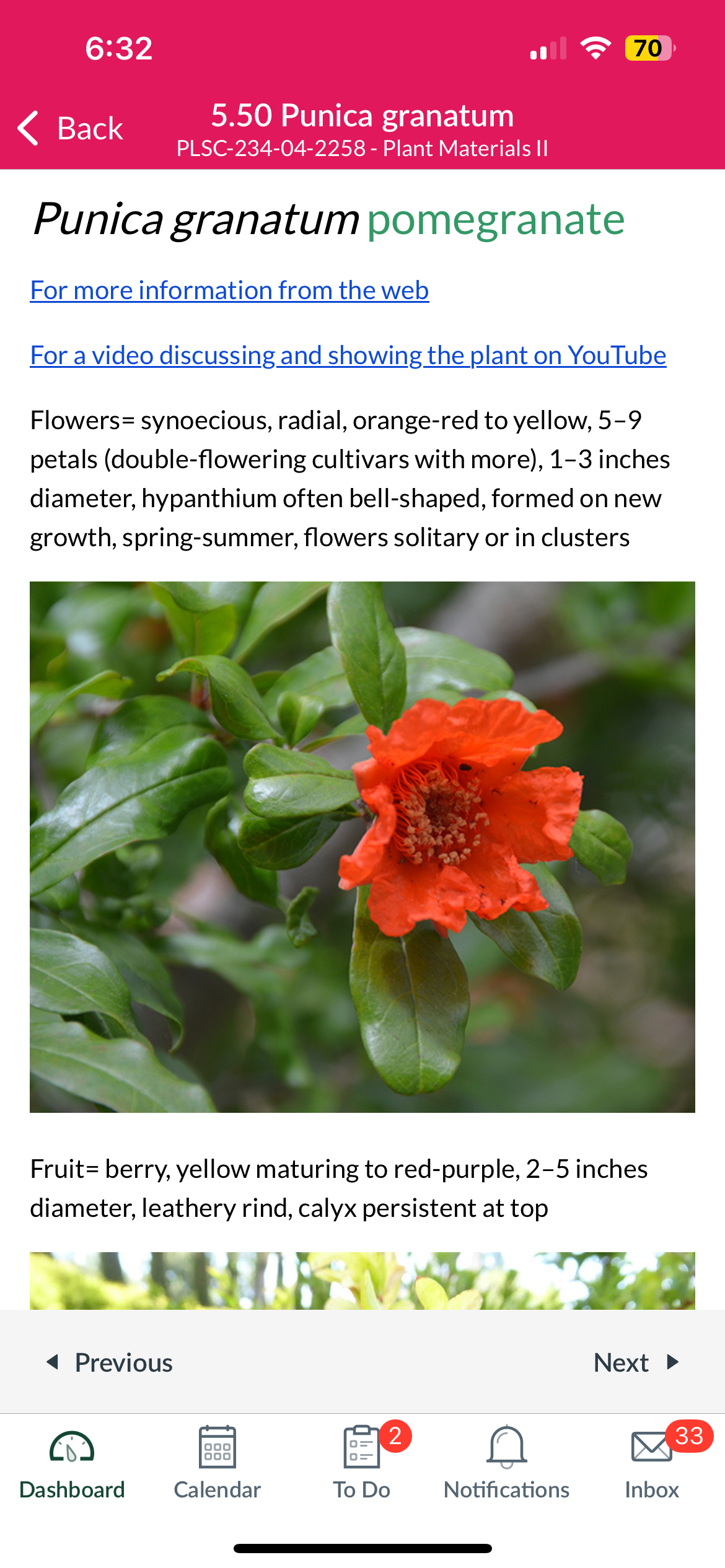 <p>Punica granatum </p>