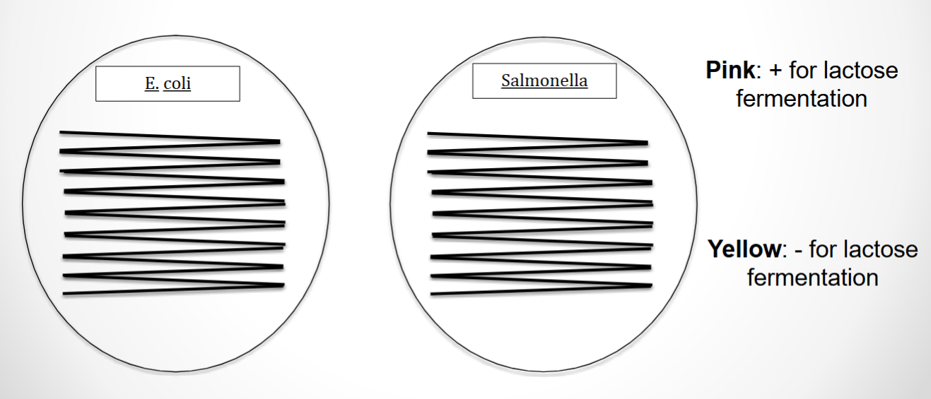 <p>Selective for Gram - bacteria + Differential (b/t lactose-E. coli & non lactose-Salmonella fermenters) must be checked < or at 24 hrs</p><p><u>Selective component</u>: Bile salts + Crystal violet</p><p><u>Differential component</u>: Lactose</p><p><u>pH indicator:</u> Neutral red (turns pink during lactose fermentation…yellow non)</p>