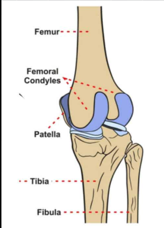 <p>the medial and lateral condyles of the femur:&nbsp;</p>