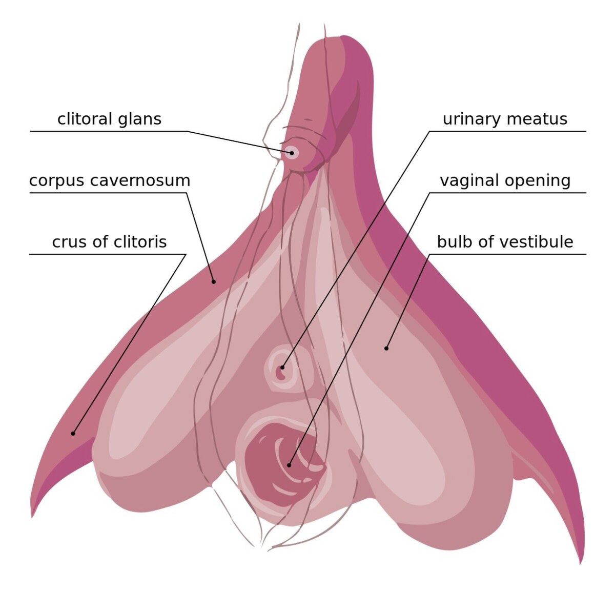 <p>secretes mucus, which helps lubricate the opening of the vagina</p>