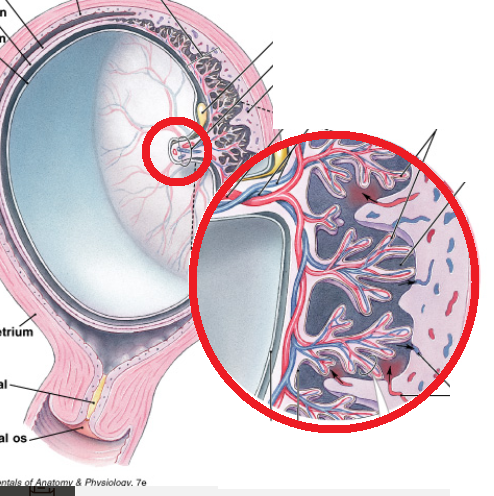 <p>2 arteries 1 vein</p>