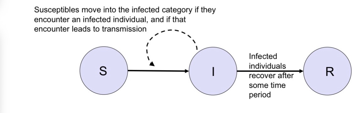 <ul><li><p>You need to meet an infected person and then get infected by them</p></li><li><p>That’s the dash line → influence of how many infected people I have on to infection rates and how quickly people go from one category to the next</p></li></ul><p></p>
