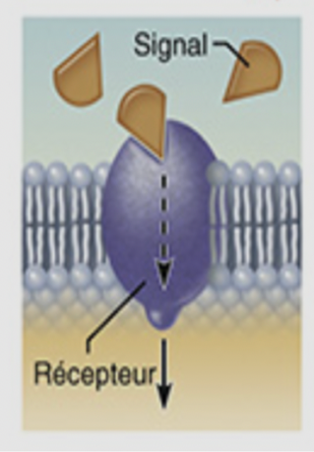 <p>quelle type de protein</p>