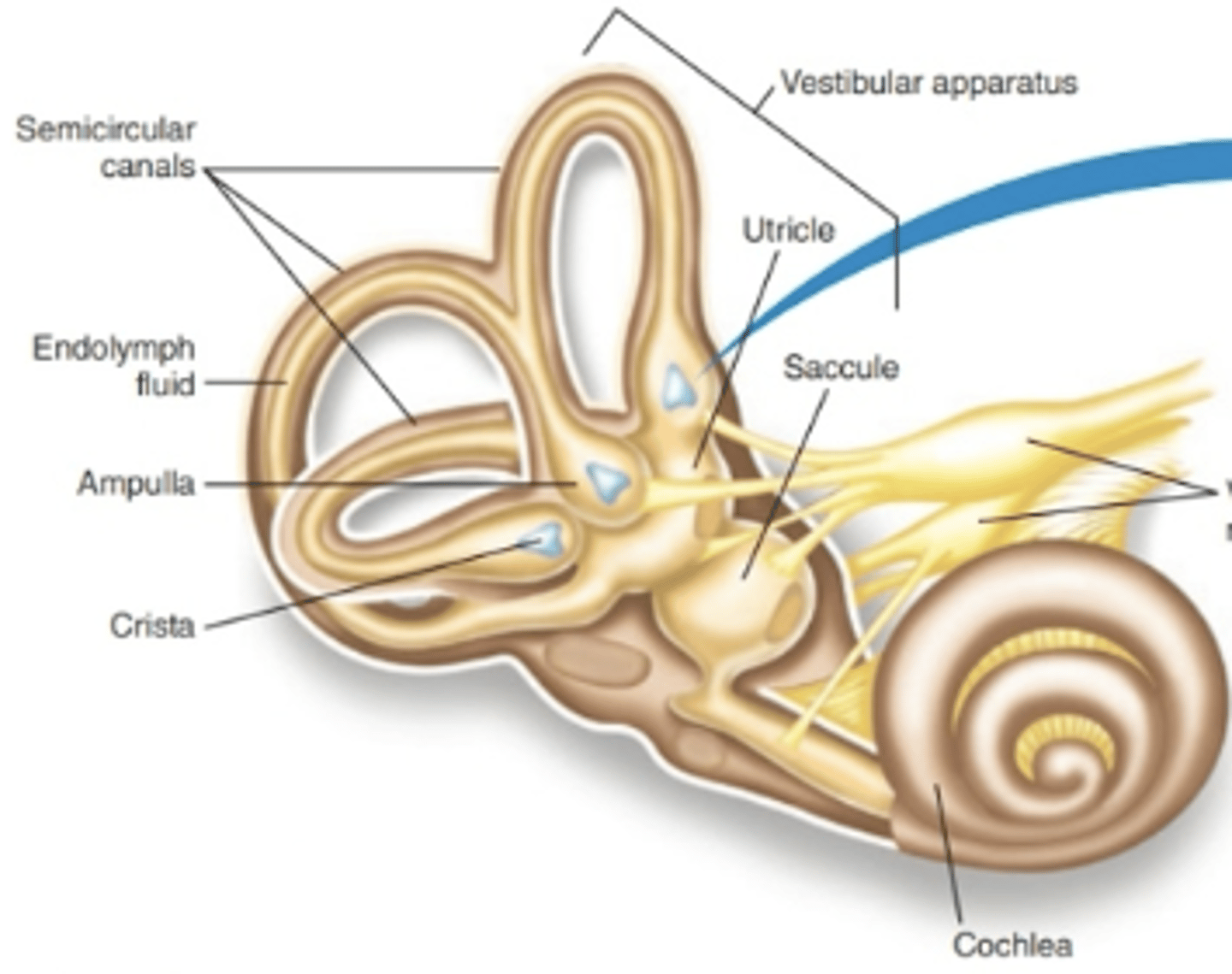 <p>detect angular accelerations in 3 planes</p><p>1 semicircular canal per 1 axis (they are angled 90 degrees from one another)</p>