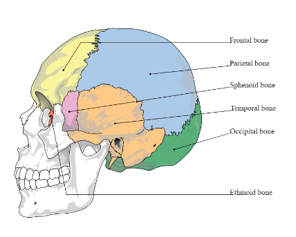 <ul><li><p>8 bones&nbsp;</p></li><li><p>Protect brain &amp; form cranial cavity</p><ul><li><p>Frontal bone (1)</p></li><li><p>Parietal bones (2)</p></li><li><p>Temporal bones (2)</p></li><li><p>Occipital bone (1)</p></li><li><p>Sphenoid bone (1)</p></li><li><p>Ethmoid bone (1)</p></li></ul></li></ul><p></p>