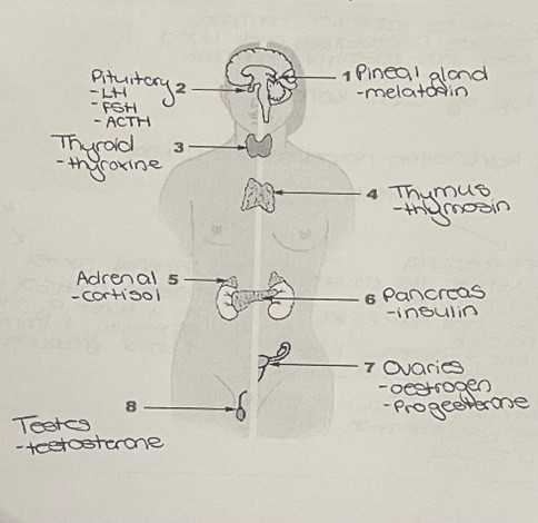 knowt flashcard image