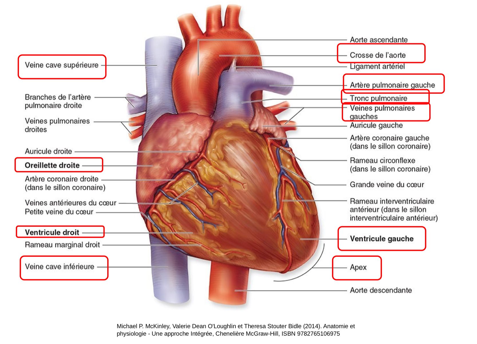 <ul><li><p>nourri organe à travers pompage sang + se nourrit lui-mm</p></li></ul><p></p>
