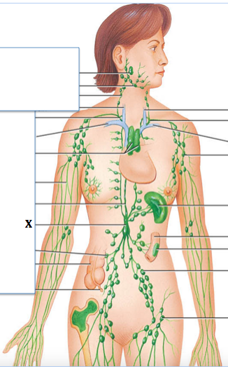 <p>Identify the structure labeled with "<strong>X</strong>"</p>