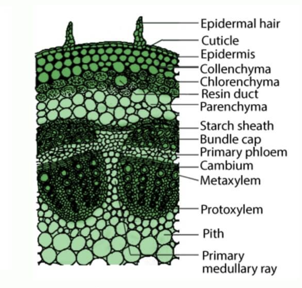 <p>monocot or dicot? what is it? </p>