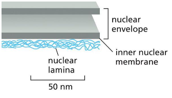 <p>Nuclear lamina</p>